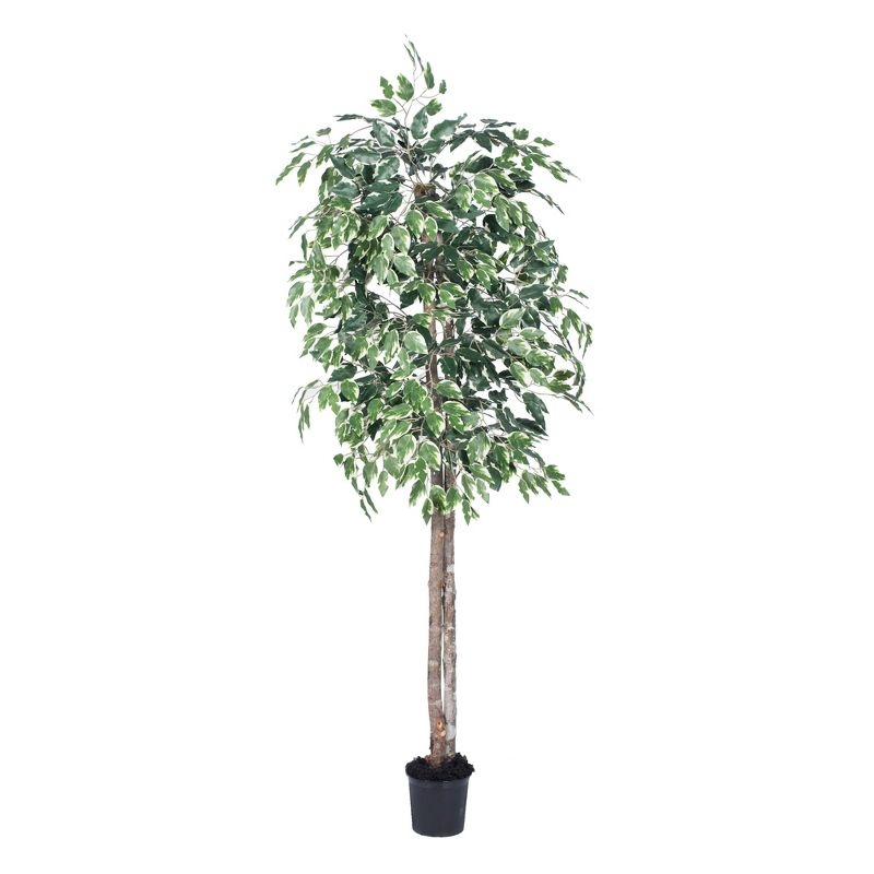 Vickerman 6' Artificial Variegated Ficus, Black Plastic Pot In a 7"Lx7"Wx6"H base.