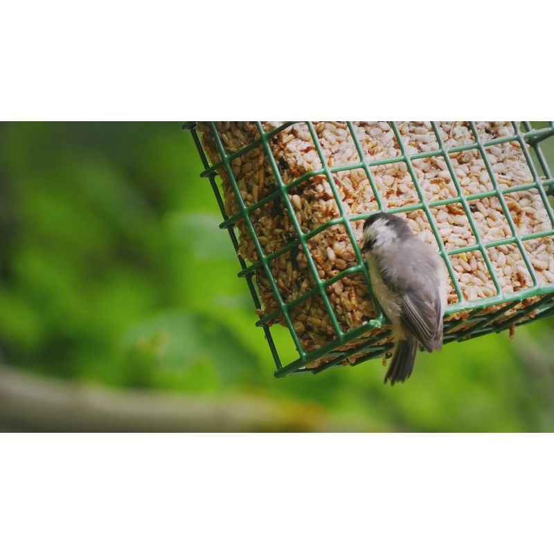 Audubon Park 9oz Hummingbird Bird Food