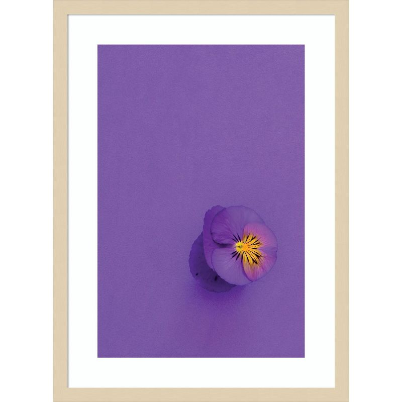 Amanti Art Lavender Pansy by Incado Wood Framed Wall Art Print 19 x 25
