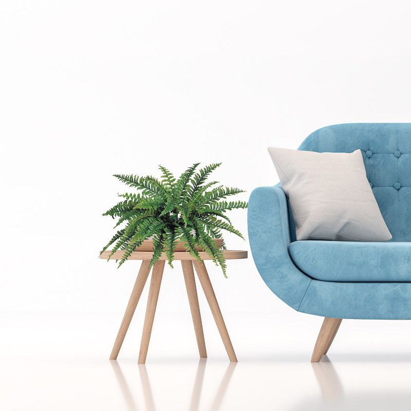 Floral Home 34" Wide Boston Fern with 42 Lifelike Fronds - 6-Piece