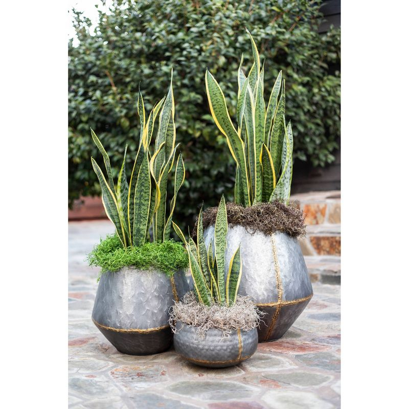 SuperMoss Preserved Spanish Moss: Natural Fill for Gift Baskets, Soil Cover, Orchid Decor - Online-Unique