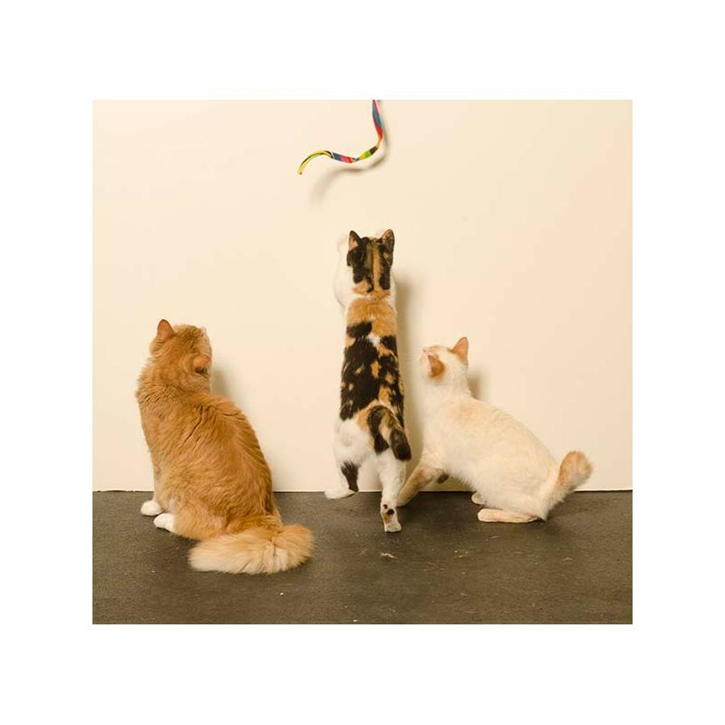 Cat Dancer Cat Charmer Interactive Cat Toy, Tie-Dye, 3 Pack