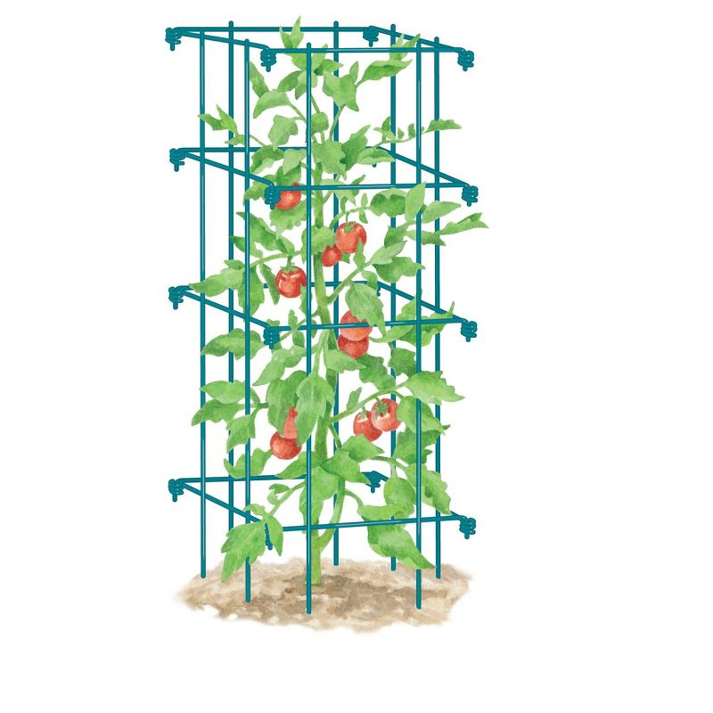 Gardener's Supply Company Lifetime Tomato Cage Plant Stand | 32" High Sturdy Steel Garden Plants Support for Tomatoes and Other Climbing Plants | No