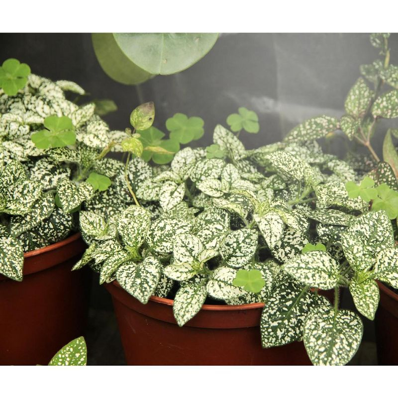 MiracleLED Ultra Grow Full Spectrumled Grow Light - 150W