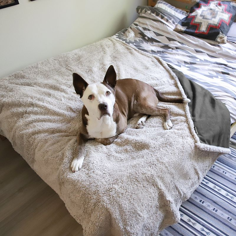 Kritter Planet Waterproof Blanket for Dogs, 80x60 Inches, Gray