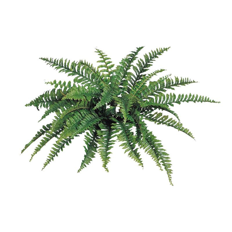 Floral Home 34" Wide Boston Fern with 42 Lifelike Fronds - 6-Piece