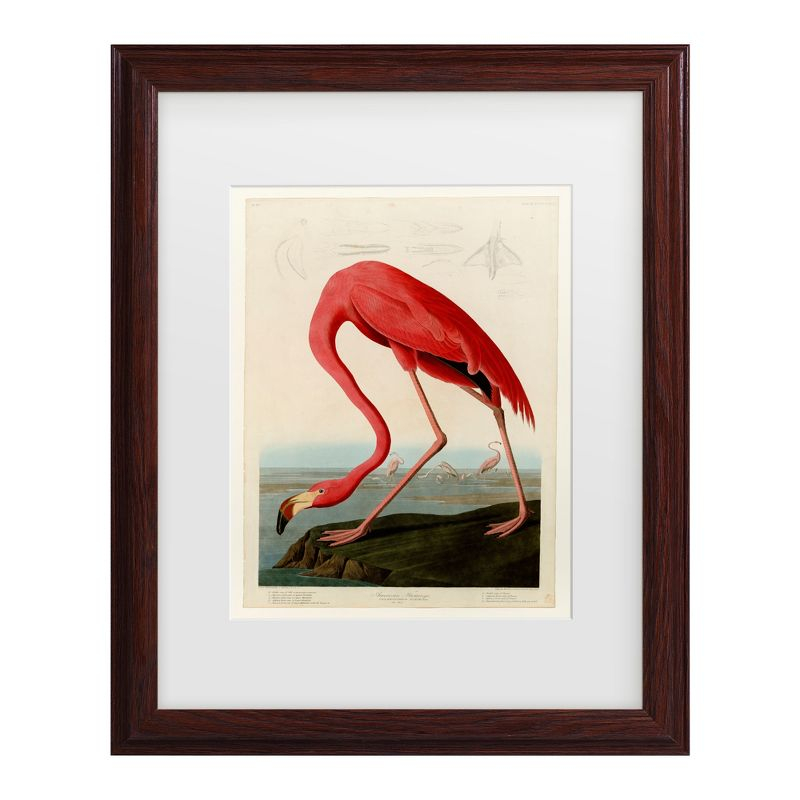 Trademark Fine Art -John James Audobon 'American Flamingo' Matted Framed Art - Brown - 22.75''x22.75''