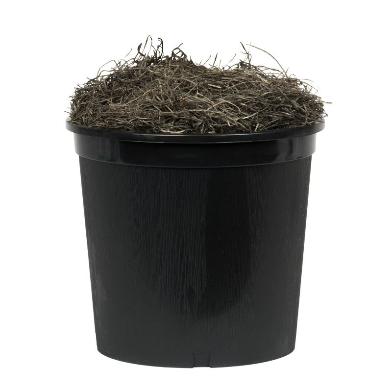 Vickerman 6' Artificial Variegated Ficus, Black Plastic Pot In a 7"Lx7"Wx6"H base.