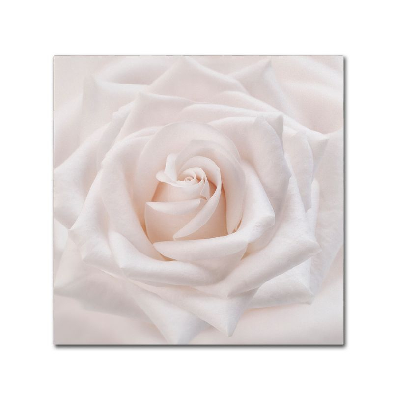 Trademark Fine Art -Cora Niele 'Soft White Rose' Canvas Art