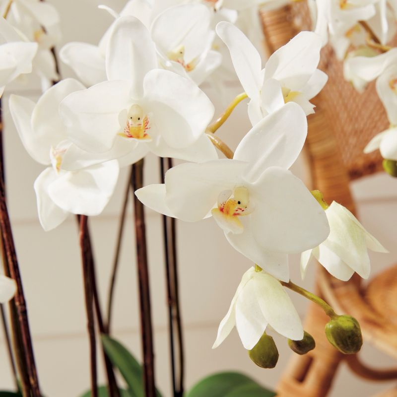 Plum & Post Phalaenopsis Orchid Faux (Fake) Drop-In 36"