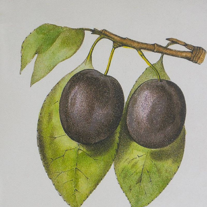 Set of 2 Smithsonian Fruit Framed Wall Arts - A&B Home: Transitional Decor, Vertical Orientation, Includes Mounting Hardware