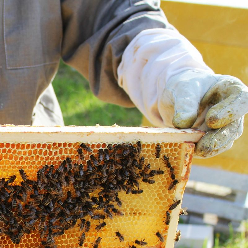 Lehman's Stoney Acres Beekeeping Debris Board for 10 Frame Honeybee Beehive Screened Bottom Board, Debris Board Only, Amish Made