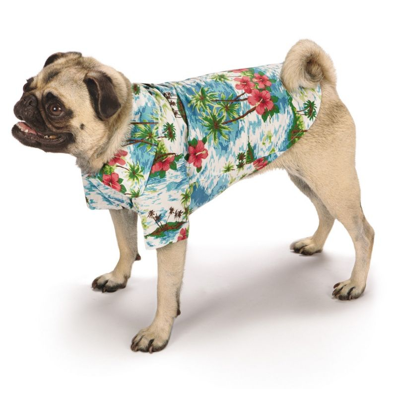 Casual Canine Pet Supplies Camp pet shirts, Blue, Small Medium US