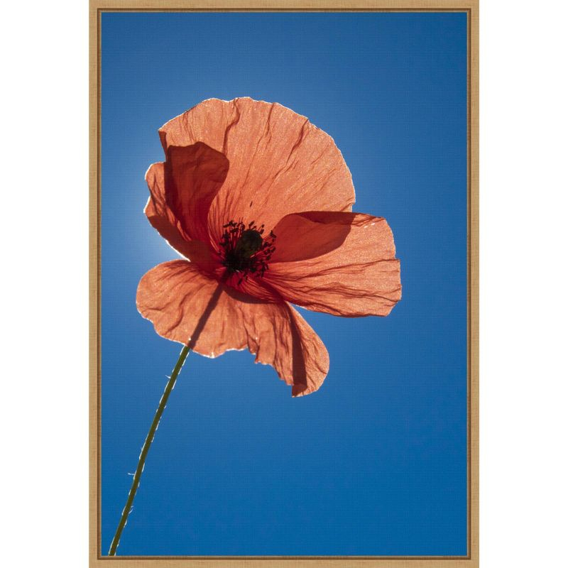 16" x 23" Poppy Flower by Michele Niles Danita Delimont Framed Canvas Wall Art Blue - Amanti Art: Modern Botanical Lithograph, Sawtooth Back