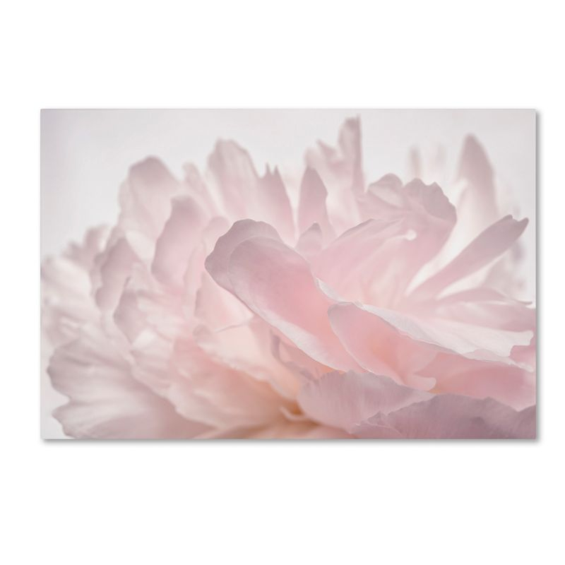 Trademark Fine Art -Cora Niele 'Pink Peony Petals V' Canvas Art - 22''x32''