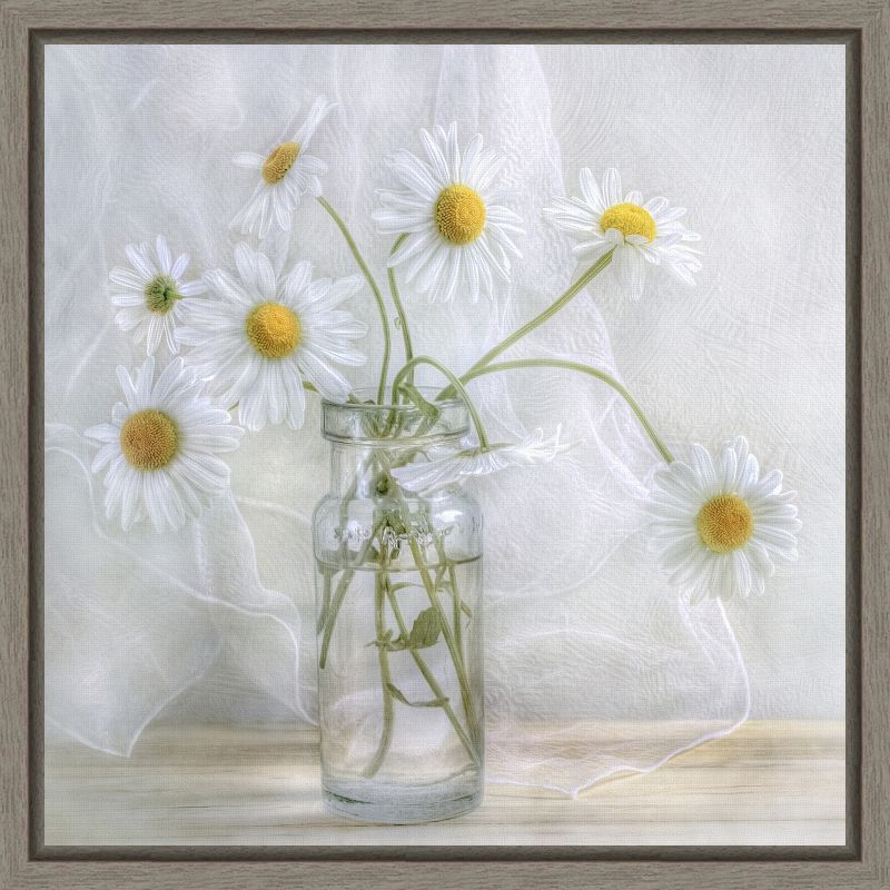 Amanti Art Daisies by Mandy Disher Canvas Wall Art Print Framed 16 x 16-in.