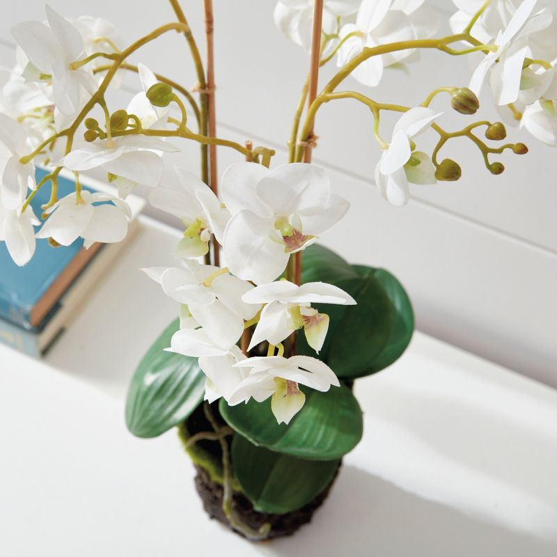 Plum & Post Phalaenopsis Orchid Faux (Fake) Drop-In 20"