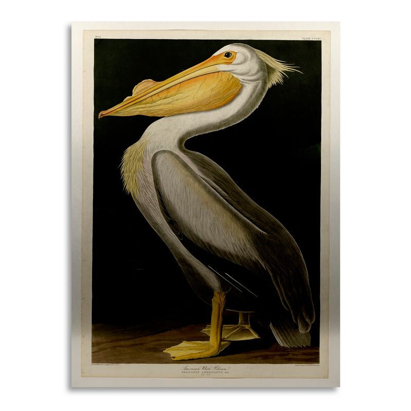 John James Audubon 'American White Pelican' Floating Brushed Aluminum Art