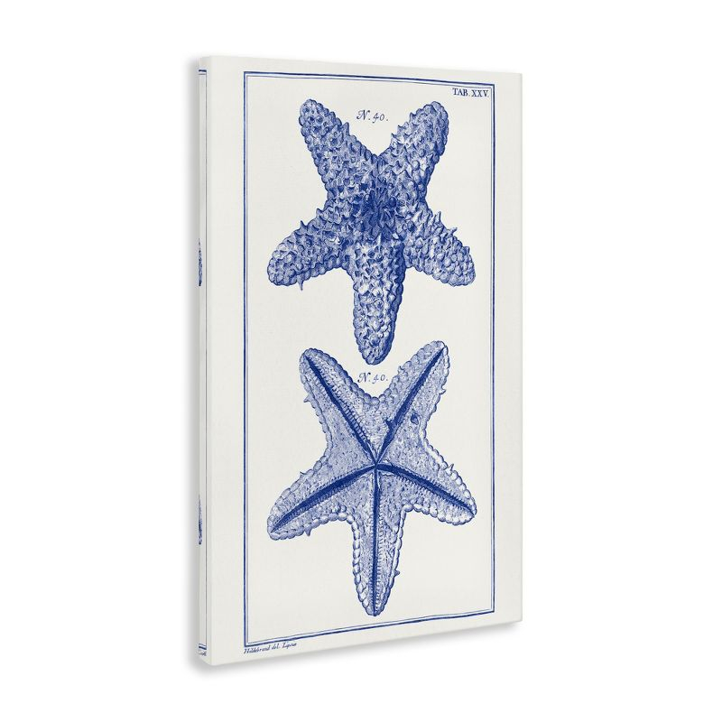 Stupell Industries Blue Starfish Studies, 16" x 24"