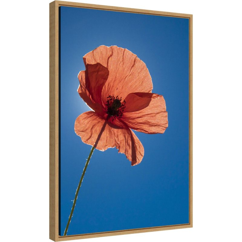 16" x 23" Poppy Flower by Michele Niles Danita Delimont Framed Canvas Wall Art Blue - Amanti Art: Modern Botanical Lithograph, Sawtooth Back