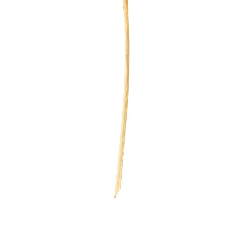 Vickerman Natural Botanicals 20" Natural Palm Sun Stem. Includes 12 Pieces per Bunch.