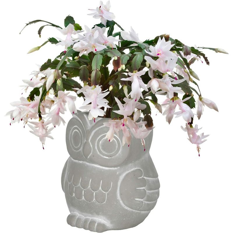 Classic Home and Garden Cement Buddies Indoor/Outdoor Planter with Drainage Hole, Owl, Gray, Small, 4.5in