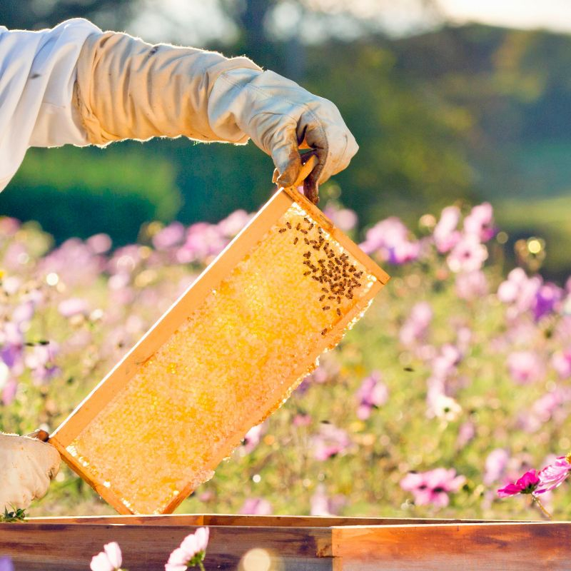 Lehman's Beekeeping Beehive Frame with Wired Beeswax Foundation, Medium Assembled Honey Bee Hive, Amish Made Set of 8