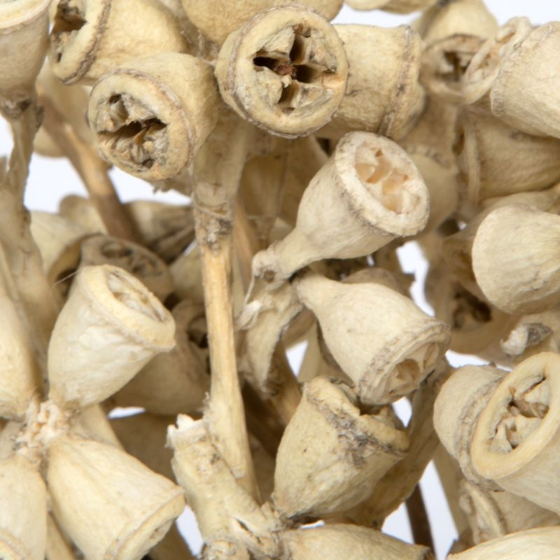Vickerman Natural Botanicals 11" x 2-4" Conical Gum Branch Bleached, 20 stems per unit