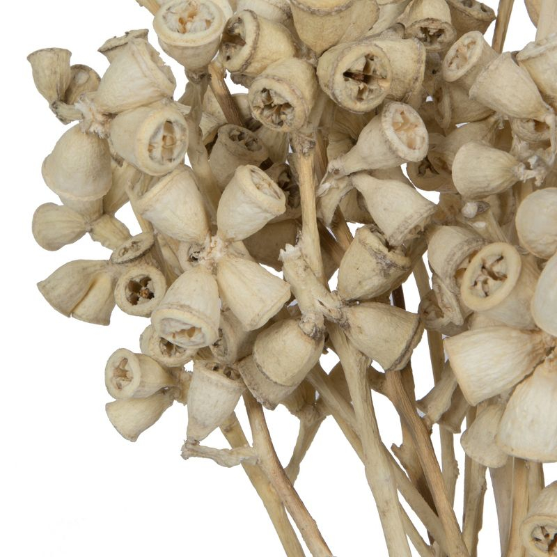 Vickerman Natural Botanicals 11" x 2-4" Conical Gum Branch Bleached, 20 stems per unit