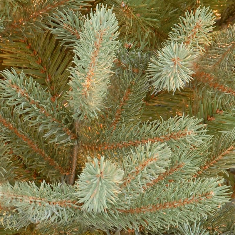 7.5' Unlit Norway Fir Artificial Christmas Tree - National Tree Company