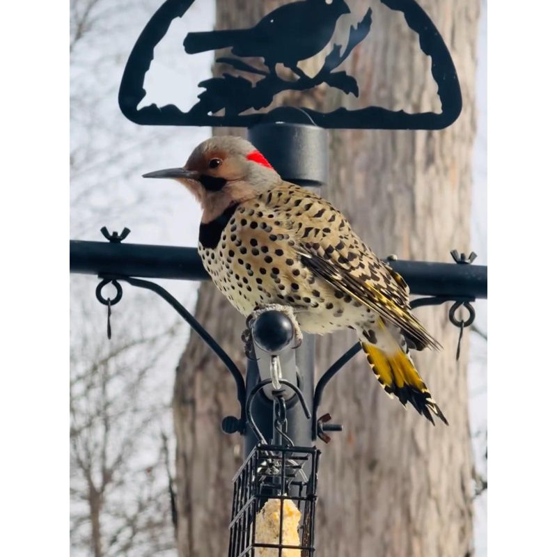 Squirrel Stopper Deluxe Bird Feeder Pole – 100% Squirrel-Proof with Patented Baffle, Heavy-Duty Steel, Easy Installation, Holds 8 Feeders, Wind