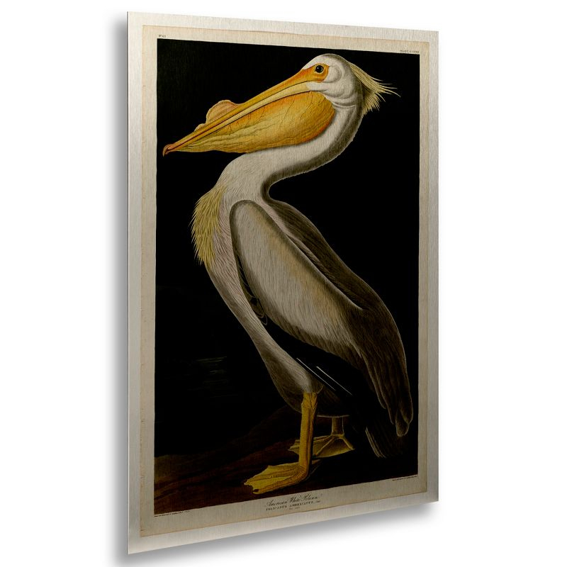 John James Audubon 'American White Pelican' Floating Brushed Aluminum Art