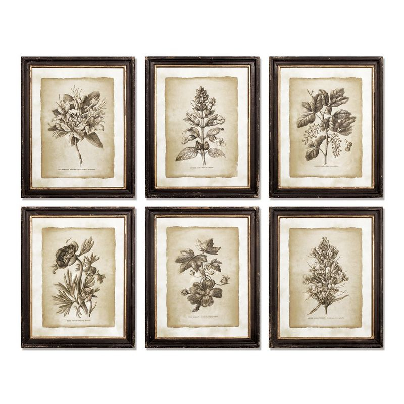 Plum & Post Framed Vintage Floral Prints Set of 6