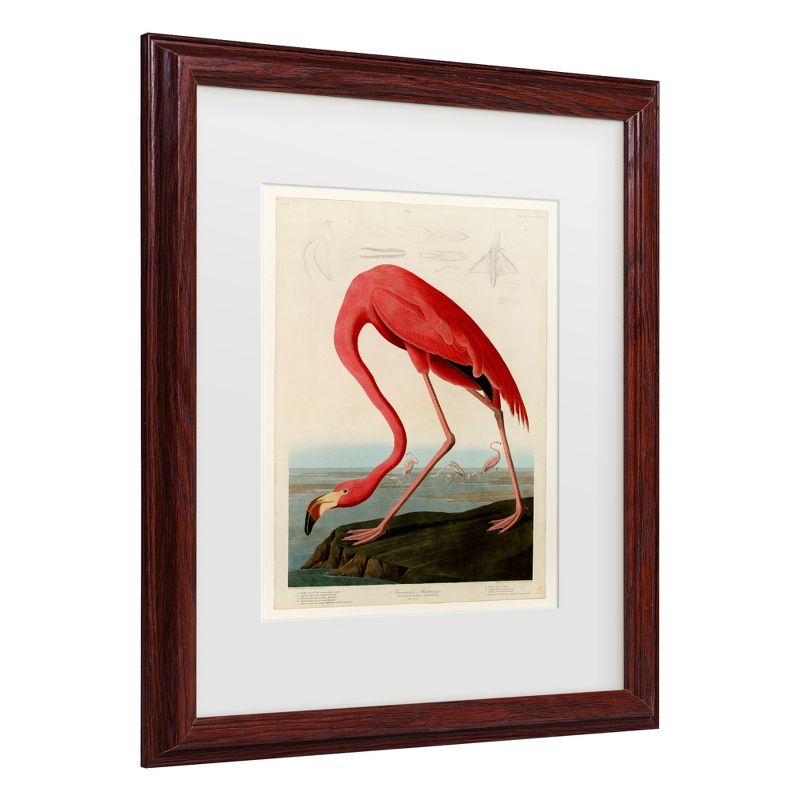 Trademark Fine Art -John James Audobon 'American Flamingo' Matted Framed Art - Brown - 22.75''x22.75''