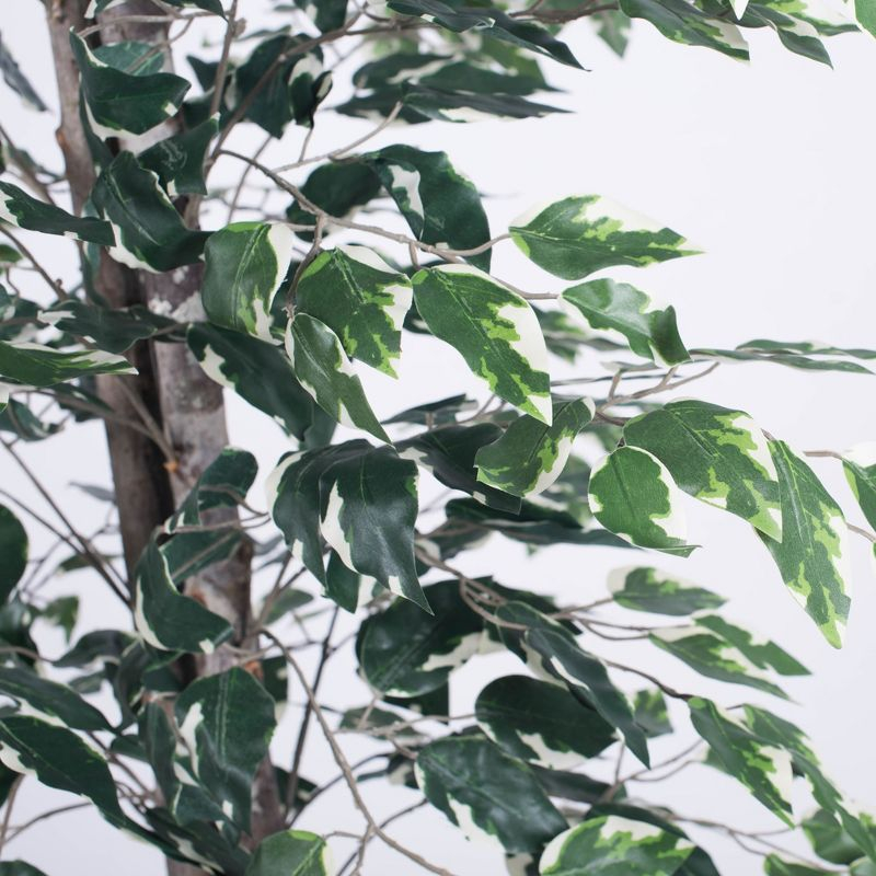 Vickerman 6' Artificial Variegated Ficus, Black Plastic Pot In a 7"Lx7"Wx6"H base.