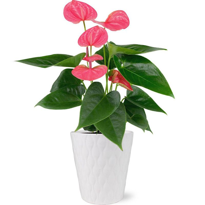 Live 5" Sweet Dream Pink Anthurium Houseplant with Moss in Evi Planter