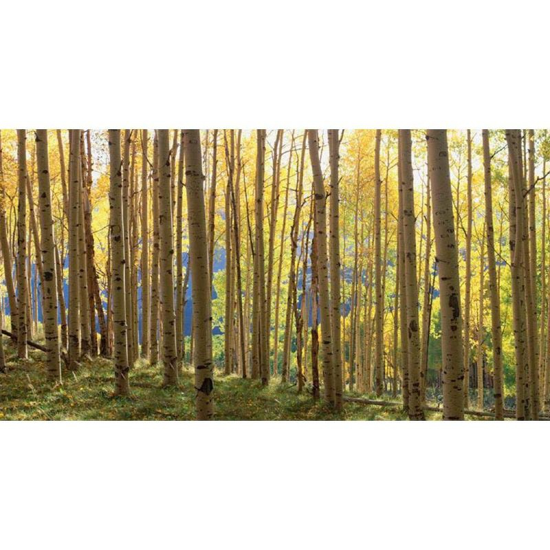 Yosemite Home Decor 'Sunlit Colorado Trees' Glass Photographic Print in Multi-Color