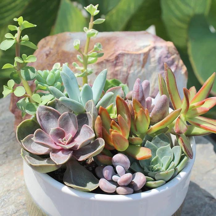 Altman Specialty Plants Live Succulent Plant in Nursery Pot