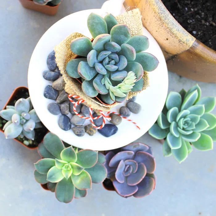 Altman Specialty Plants Live Succulent Plant in Nursery Pot