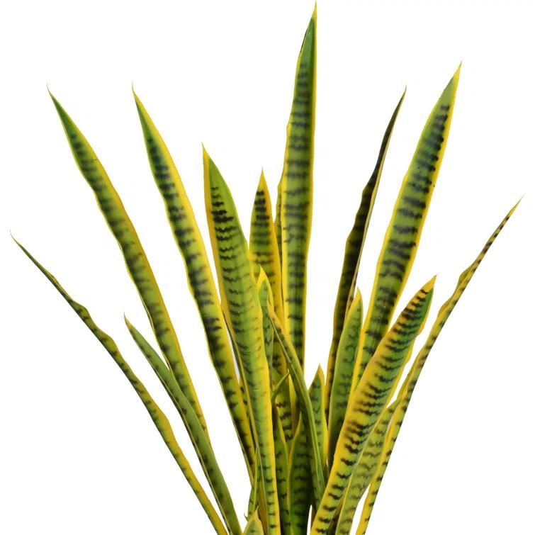 Panama 35'' Snake Plant in Planter