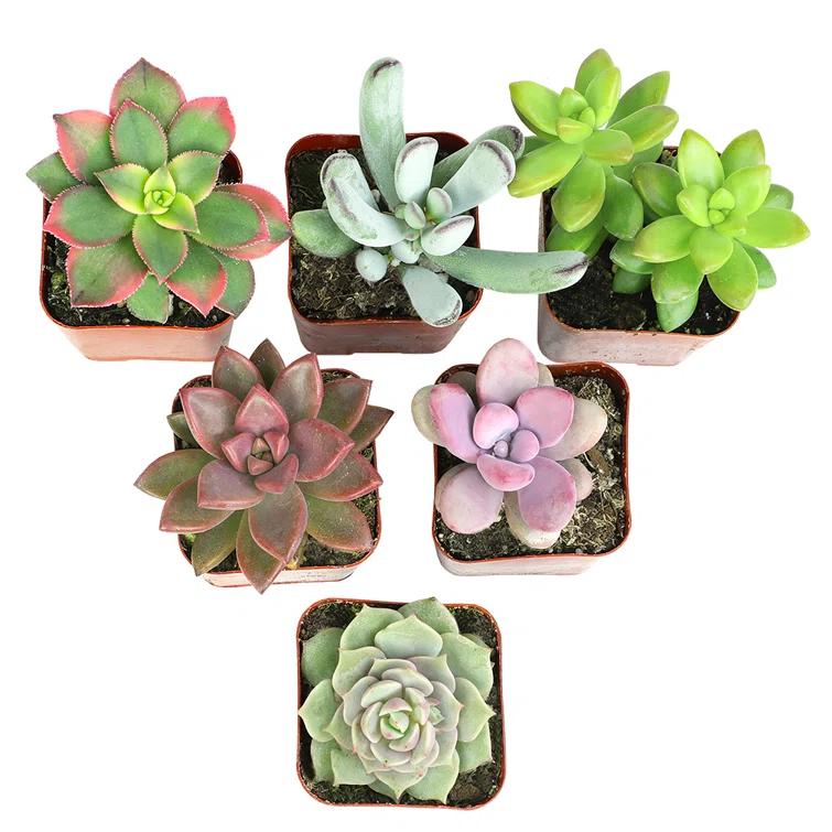 Altman Specialty Plants Live Succulent Plant in Nursery Pot