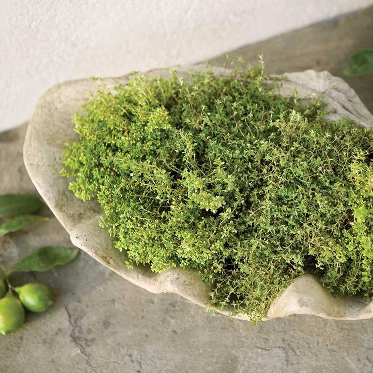 Handmade Pot Planter
