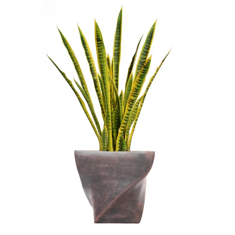 Panama 35'' Snake Plant in Planter