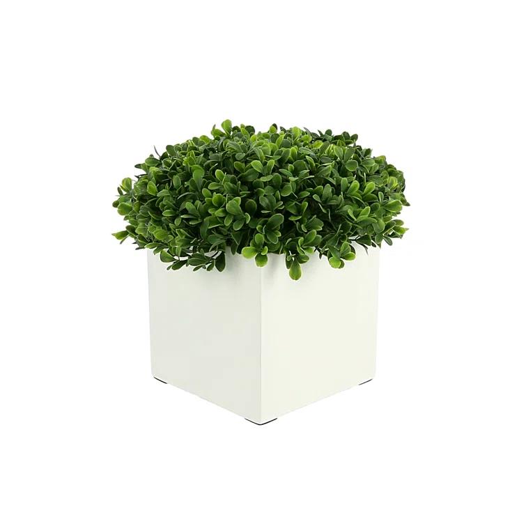 9" Green Boxwood Topiary in White Square Pot