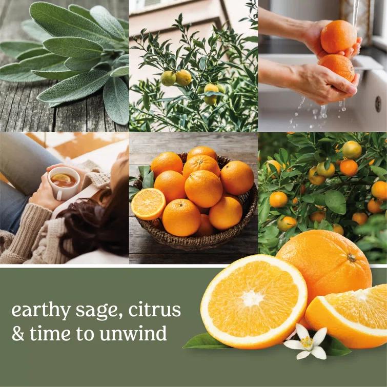YANKEE CANDLE Signature Sage & Citrus Scented Jar Candle