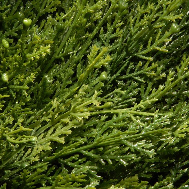The Holiday Aisle® Artificial Juniper Spiral