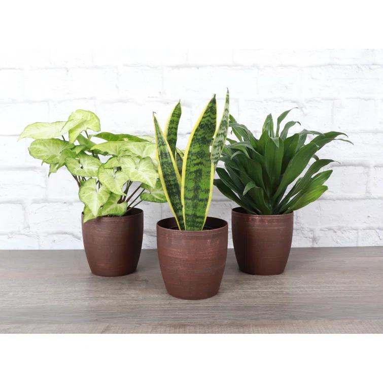 Thorsen's Greenhouse Live Low Light Houseplant Set