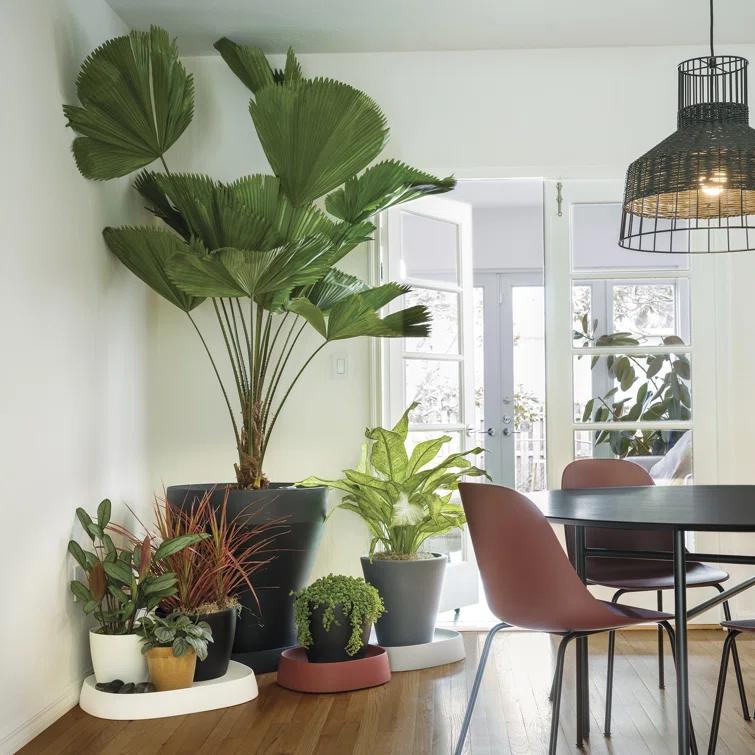 Pebble Modern Durable Plant Caddy