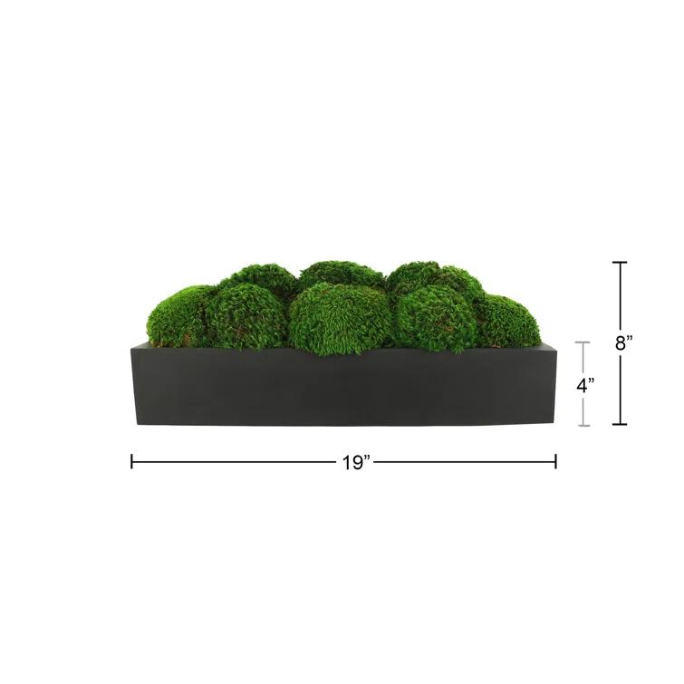 Nature's Nostalgia Moss Plant in Fiberstone Planter