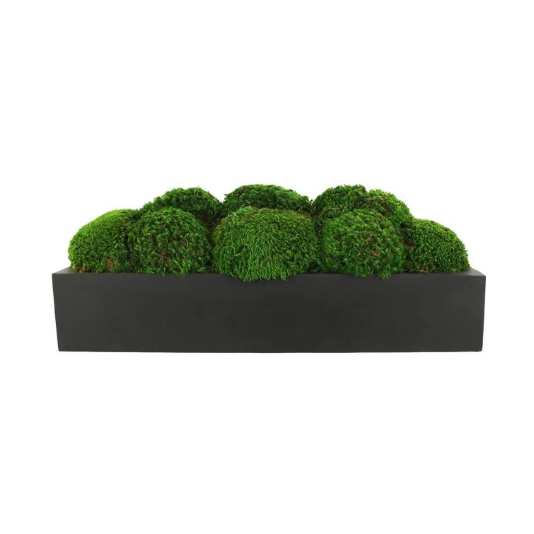 Nature's Nostalgia Moss Plant in Fiberstone Planter